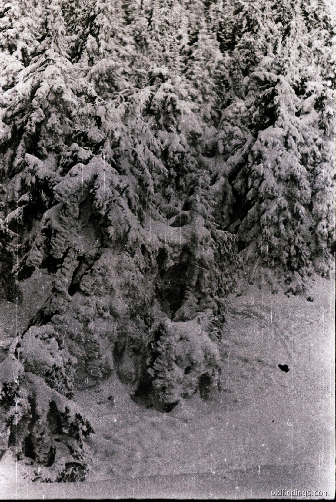 Vintage photograph