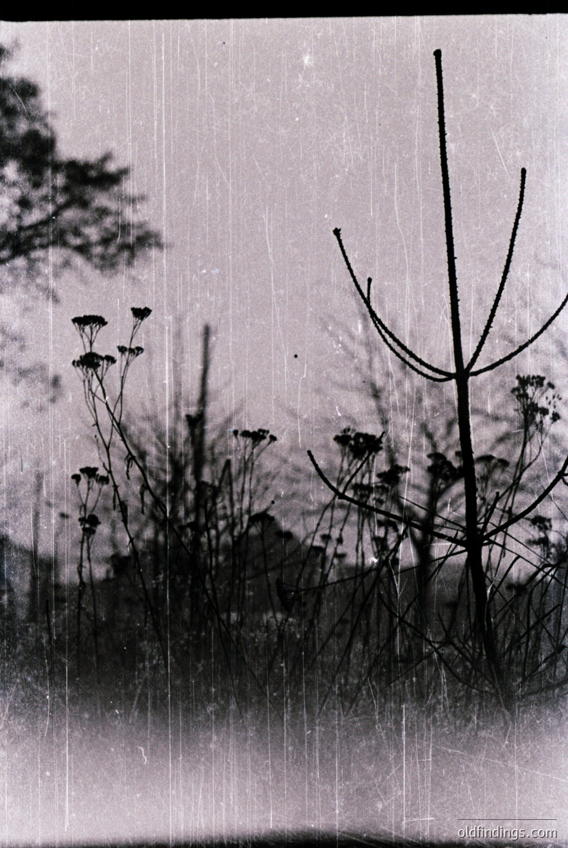 Vintage photograph