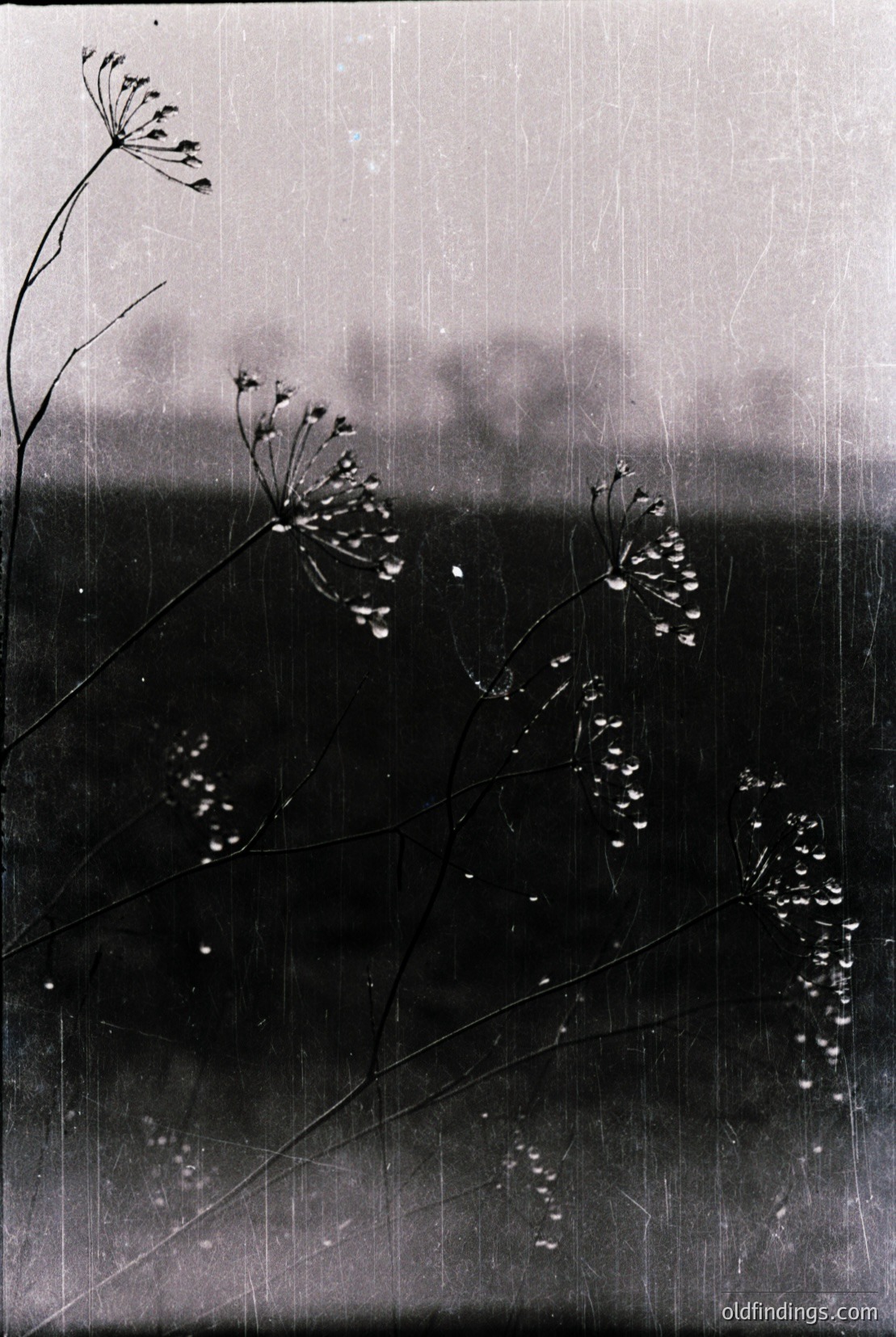 Vintage photograph