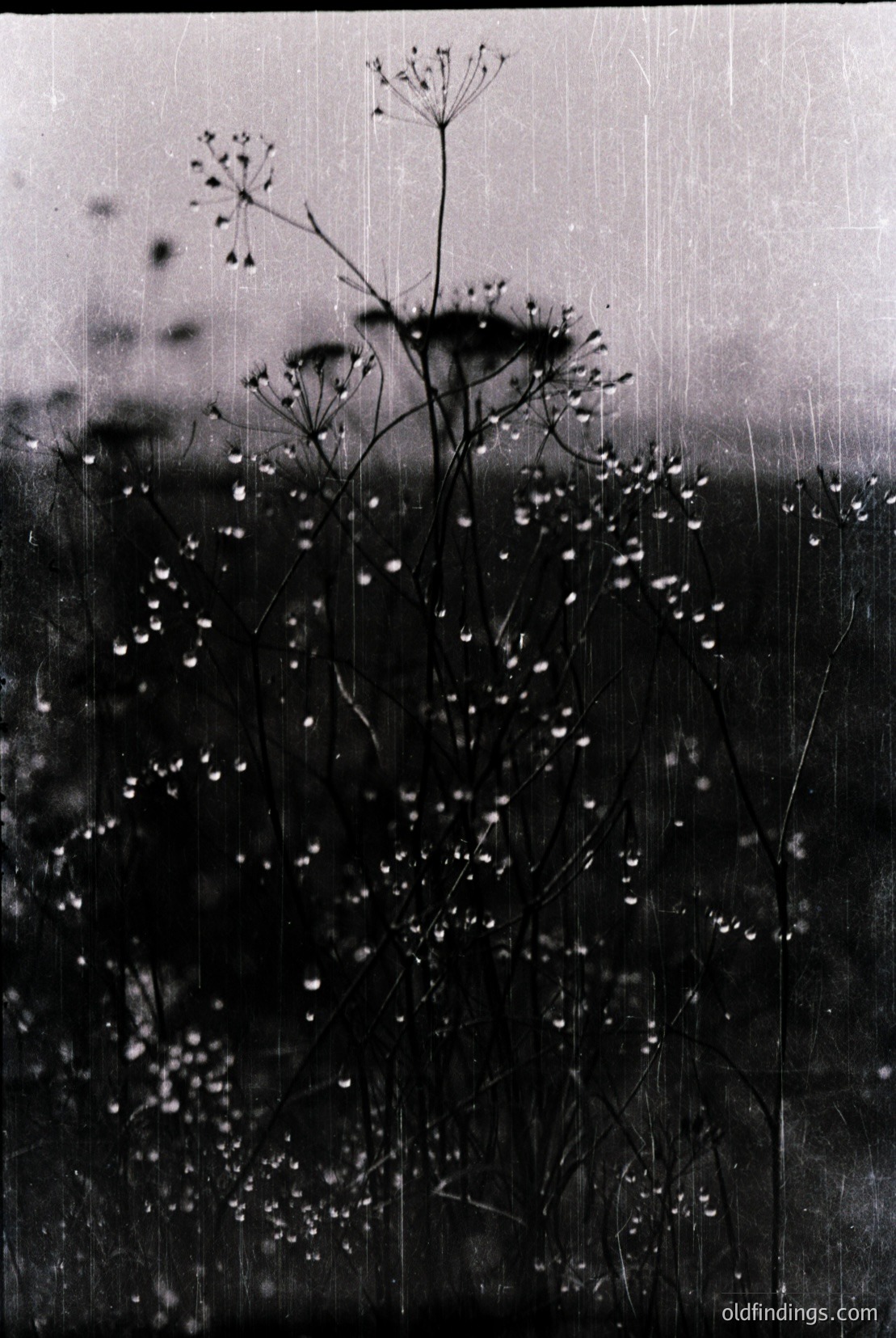 Vintage photograph