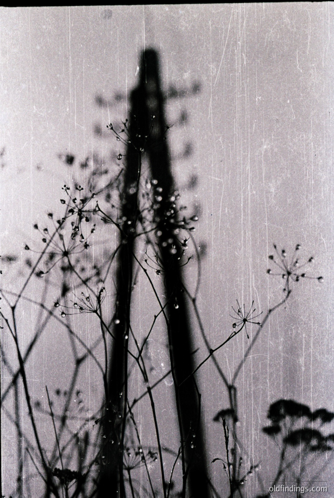 Vintage photograph
