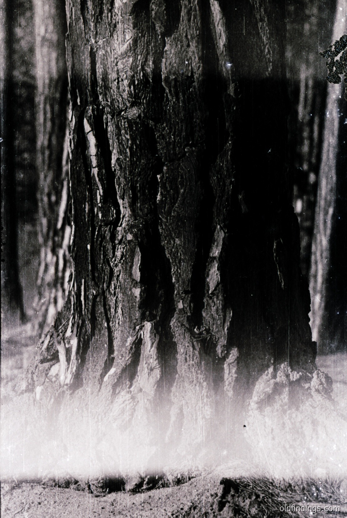 Vintage photograph