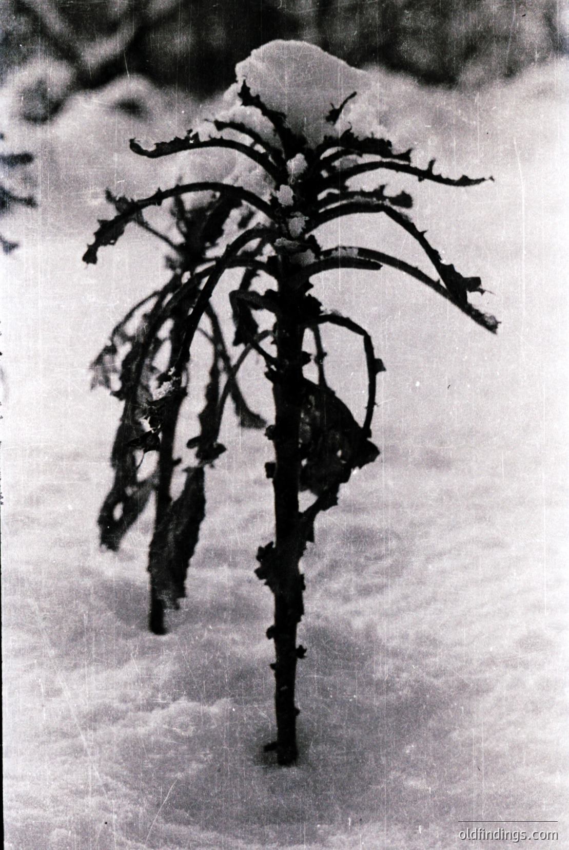 Vintage photograph