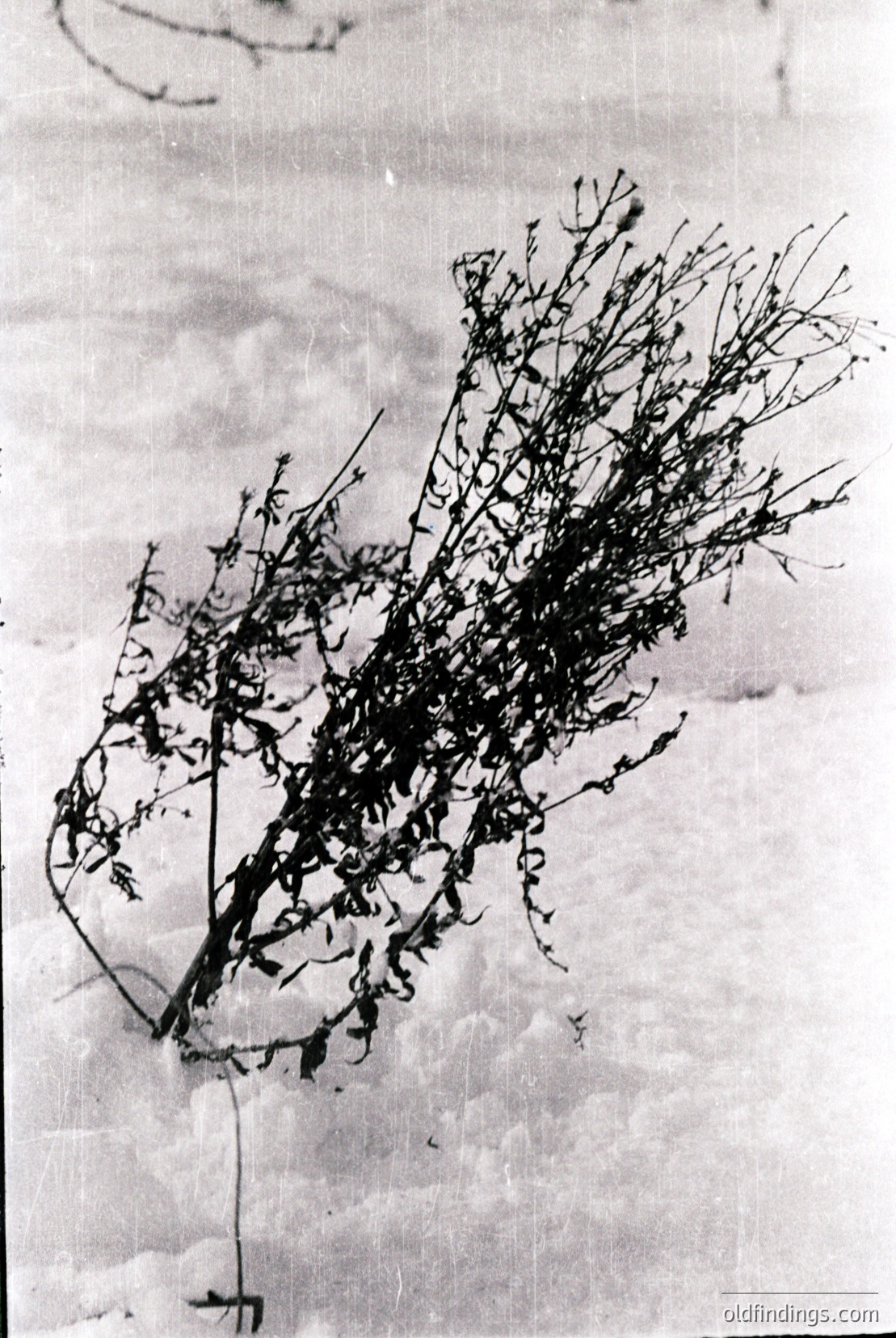 Vintage photograph