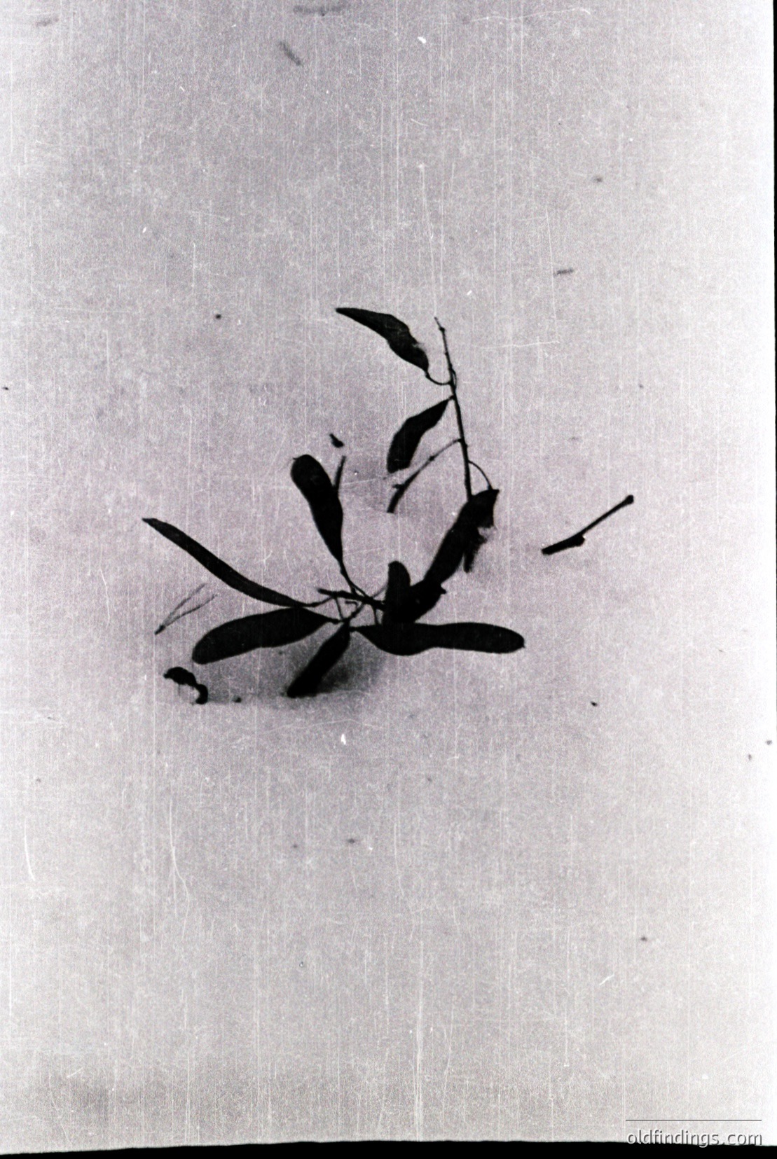 Vintage photograph