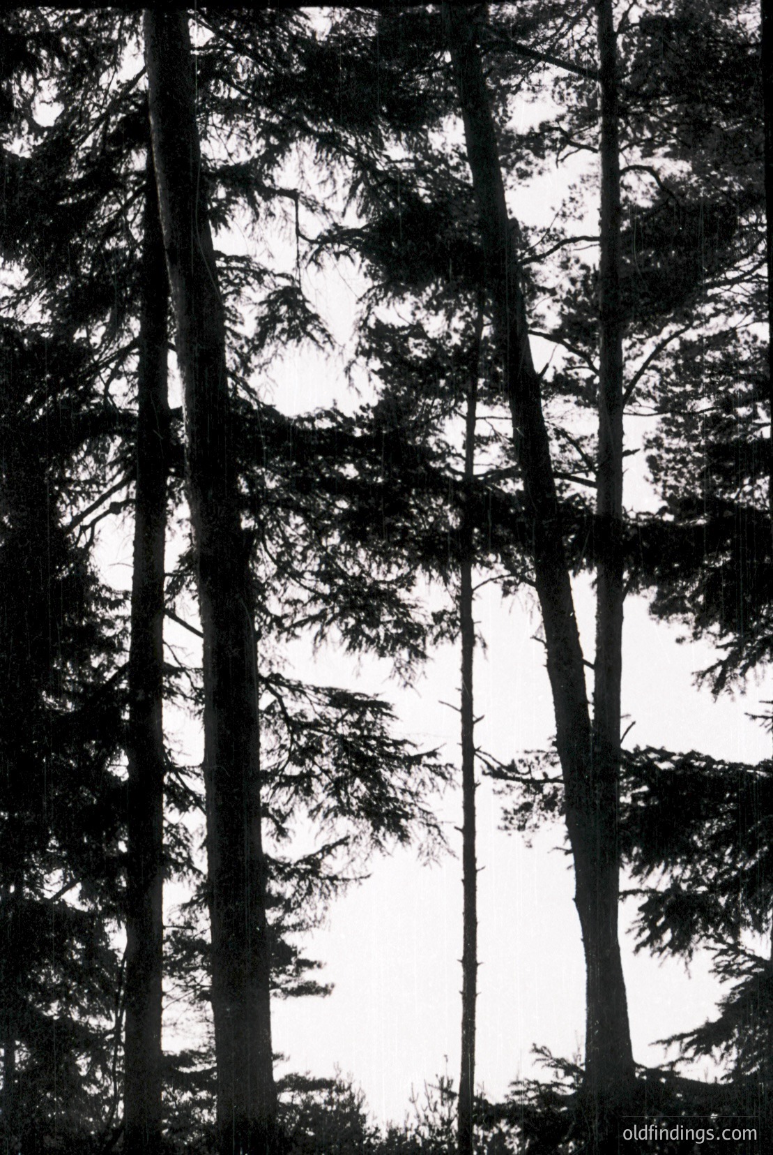 Vintage photograph