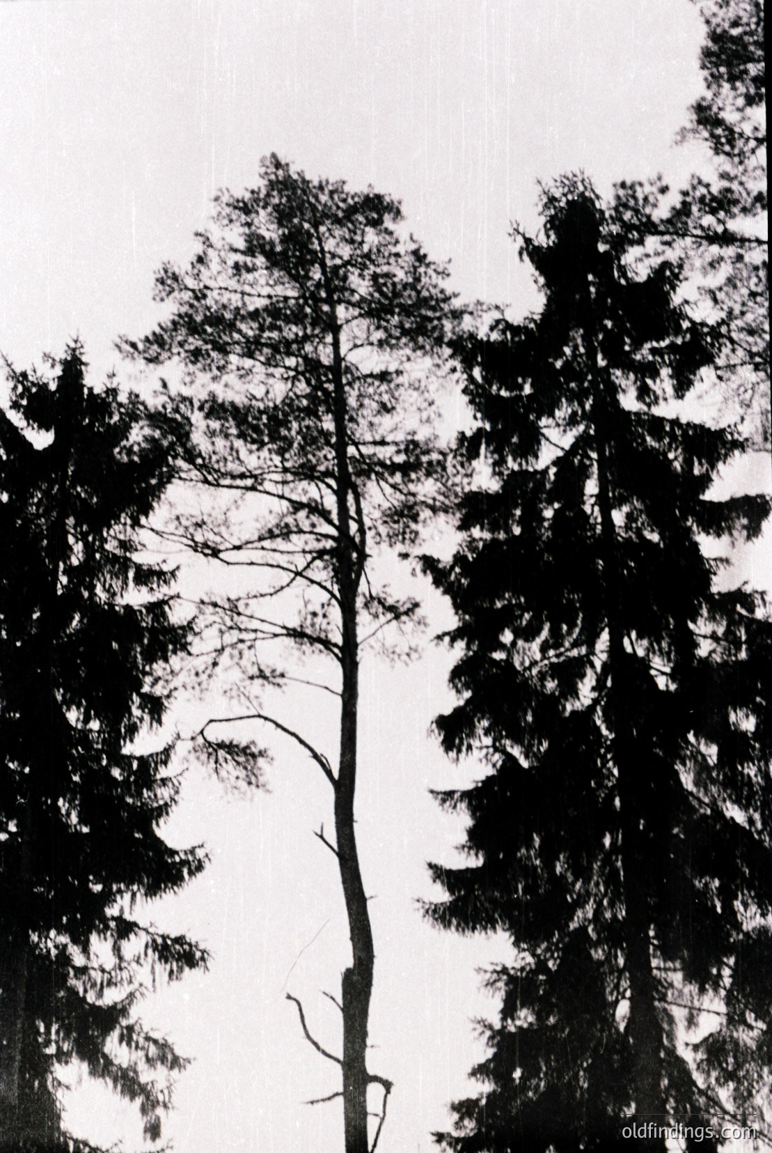 Vintage photograph