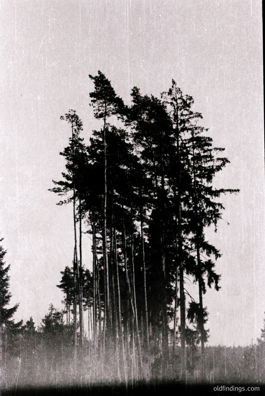 Vintage photograph