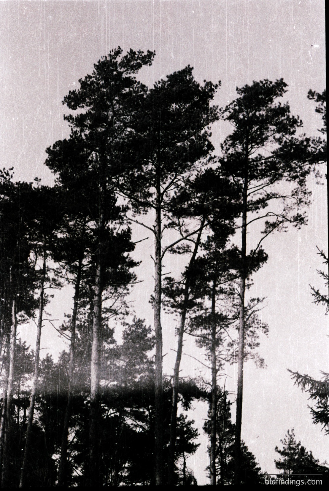 Vintage photograph