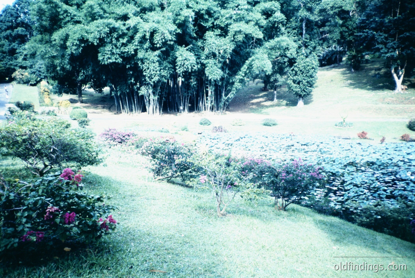 Vintage photograph