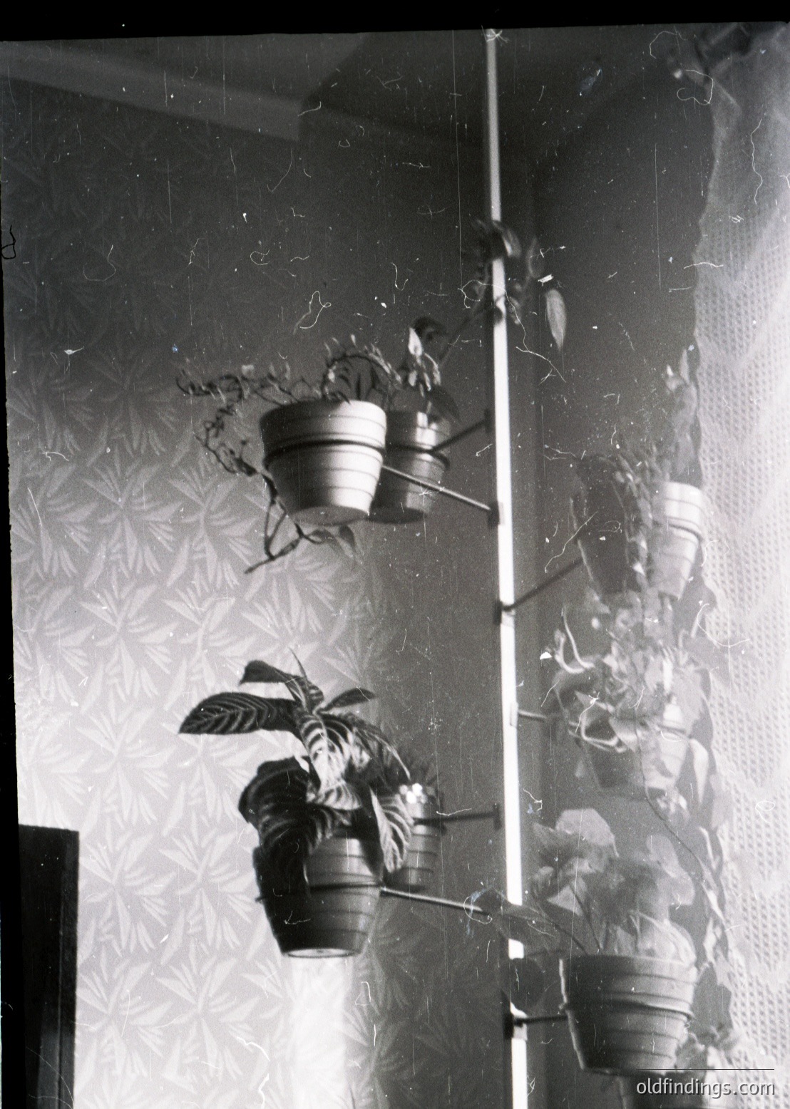 Vintage black-and-white interior shot of hanging plants in cracked terracotta pots against peeling wallpaper with floral patterns. Damaged wall reveals exposed plaster and wire mesh. Mid-20th century domestic decor, likely Eastern European.