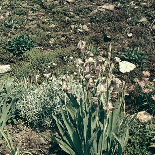 Wildflowers growing in rocky, natural terrain.