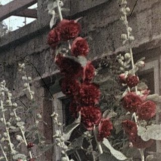 A person pruning red flowering shrubs near a rustic stone wall.