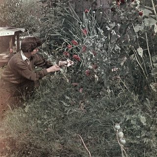 A person pruning red flowering shrubs near a rustic stone wall.