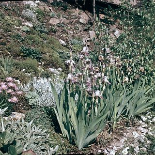 Lush garden with blooming tulips and green foliage.