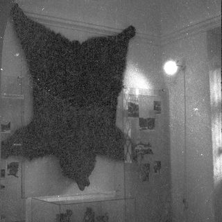 Taxidermied animal skin display with skulls beneath.