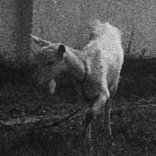 Rural scene with cow grazing near old building.