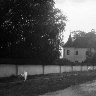 Rural scene with cow grazing near old building.