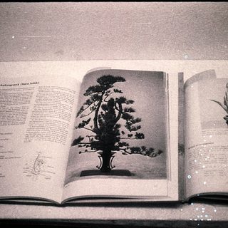 Open book displaying bonsai tree illustrations and descriptions.