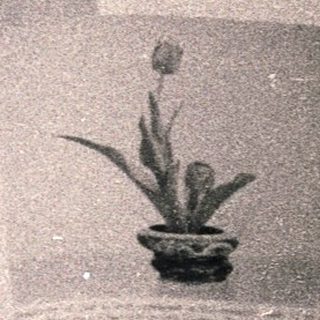 Open book displaying bonsai tree illustrations and descriptions.