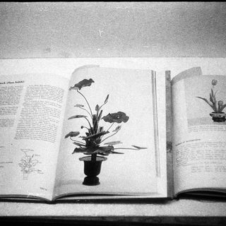 Open book featuring bonsai tree illustrations and descriptions.