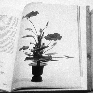 Open book featuring bonsai tree illustrations and descriptions.