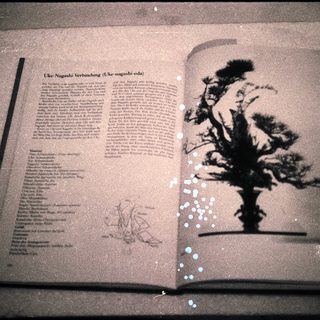 Open book featuring Uke-Noguchi tree engraving and text.