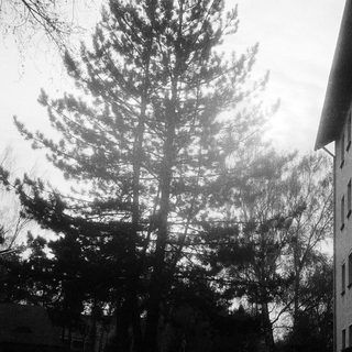 Misty street scene with tall evergreen tree.