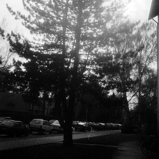 Misty street scene with tall evergreen tree.