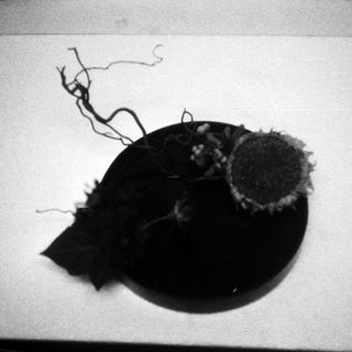 Blackened shell with attached fibrous strands.