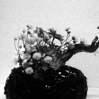 Black ceramic vase with twisted branch holding white flowers.