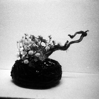 Black ceramic vase with twisted branch holding white flowers.