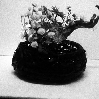 Black ceramic vase with twisted branch holding white flowers.
