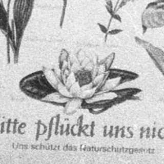 Botanical illustration guide with plea not to pluck plants.