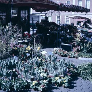 Colorful outdoor flower market with blooming plants.