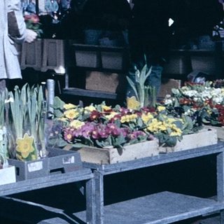 Outdoor market stall selling potted flowers.