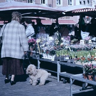 Outdoor market stall selling potted flowers.