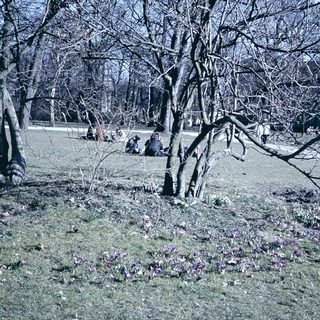 Spring park scene with blooming crocuses and bare trees.