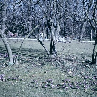 Barren trees with blooming purple crocuses in park.