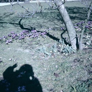 Vibrant purple crocuses blooming in grassy park.