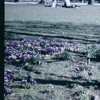 Spring park with blooming crocuses and people relaxing.