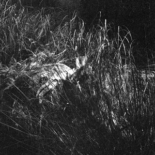 Silhouette of animal in reeds by moonlight.