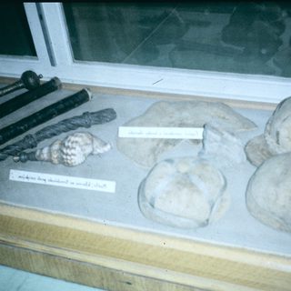 Ancient human skulls and jawbone fossils in display case.