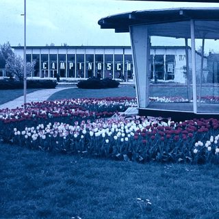 Colorful tulip field near Camping Schiphol entrance.