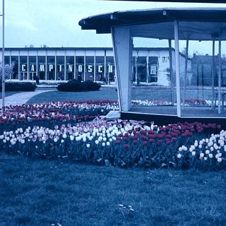 Colorful tulip field near Camping Schiphol entrance.
