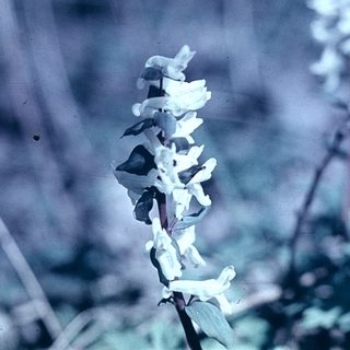 Delicate white orchid-like flowers on tall stems.