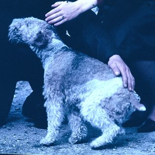 Person petting a curly-haired dog indoors.