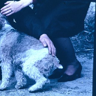 Person petting a curly-haired dog indoors.