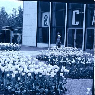 Vintage tulip garden near industrial building.