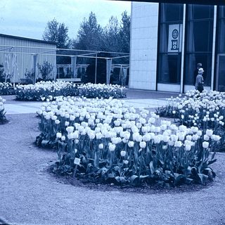 Vintage tulip garden near industrial building.